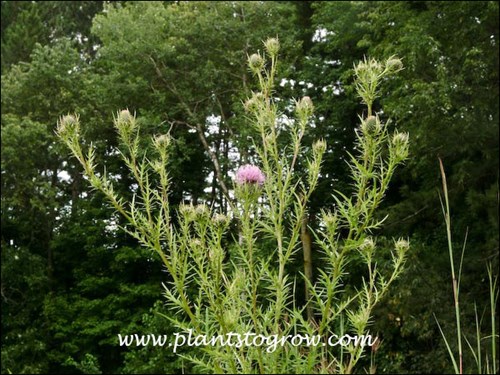 This plant was easily 6-7 feet tall.